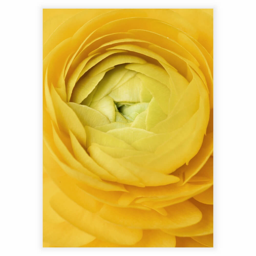  nærbillede af en gul rose som plakat