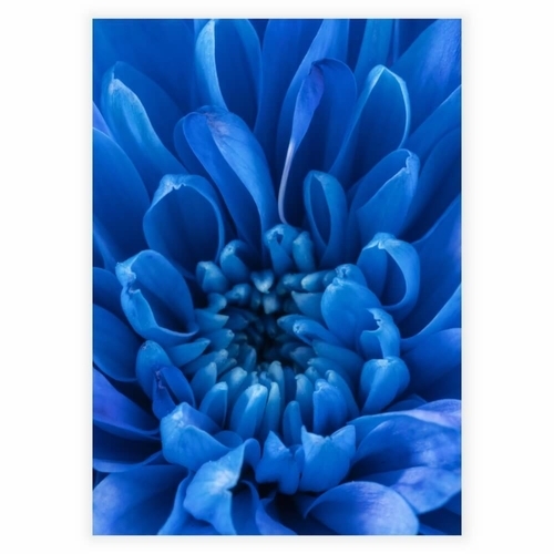 nærbillede af en blå kronblad som plakat