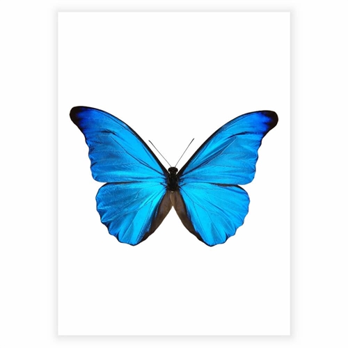Plakat med sommerfugl i sky blue på hvid baggrund
