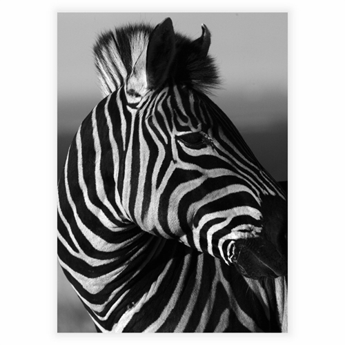 Plakat med Zebra portræt